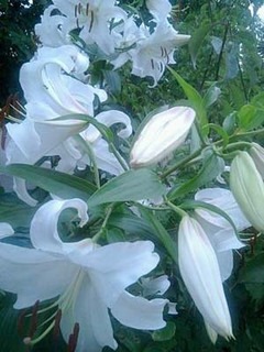 'Casa20Blanca'-thumbnail2.jpg