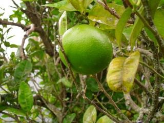 果樹の関連記事 園芸ナビ 花と野菜の育て方