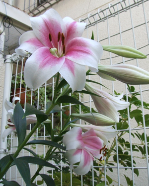 2005_0104art0023.JPG