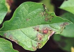 250px-Symptom_potato_late_blight.jpg