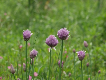 A.schoenoprasum.jpg