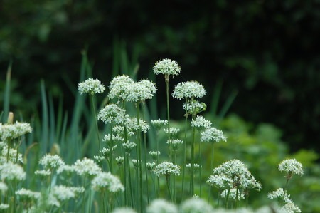 A.tuberosum (2).jpg