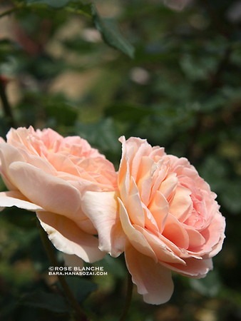 Abraham_Darby_3.jpg