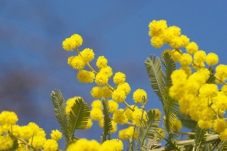 Acacia baileyana02.jpg