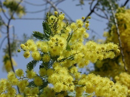 Acacia baileyana (2).jpg