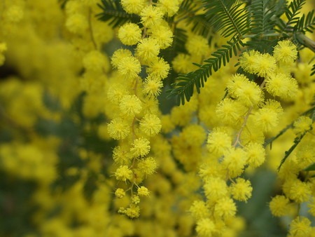 Acacia baileyana (3).jpg
