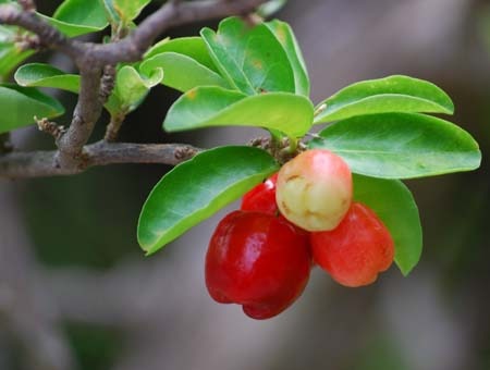 Acerola2.jpg