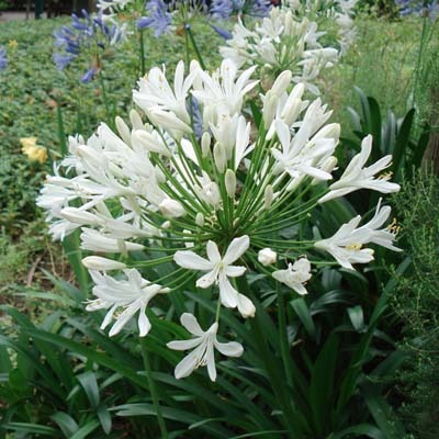 Agapanthus africanus.jpg