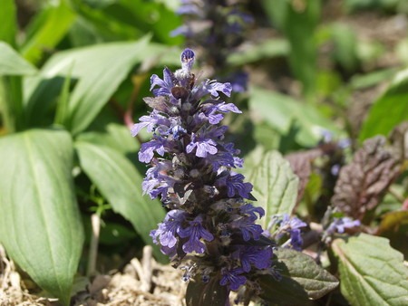 Ajuga (1).jpg