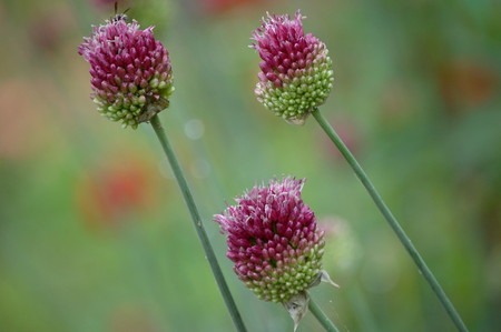 Allium sphaerocephalon (2).jpg
