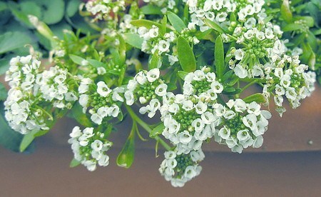 Alyssum L..jpg