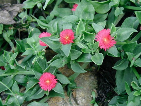 Aptenia cordifolia (1).jpg