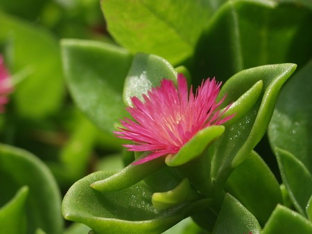 Aptenia cordifolia (2).jpg
