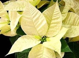 ポインセチア 白の品種と特徴 園芸ナビ 花と野菜の育て方