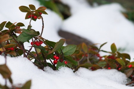 Ardisia japonica.jpg