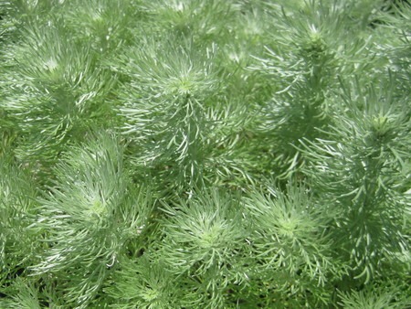 Artemisia schmidtiana.jpg