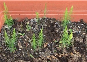 Asparagus.jpg