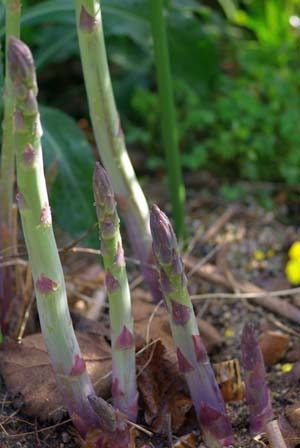 Asparagus (1).jpg