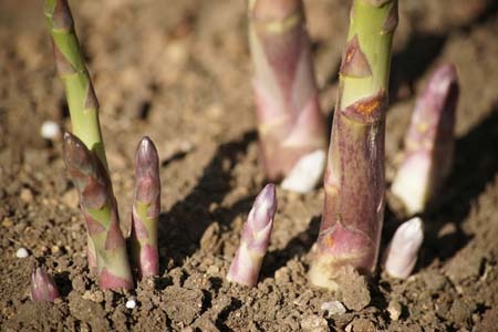 Asparagus (3).jpg