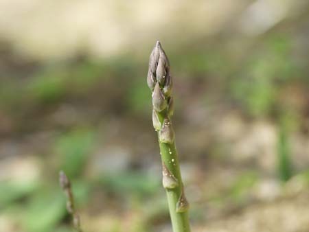 Asparagus (5).jpg