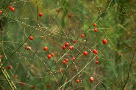 Asparagus (5).jpg