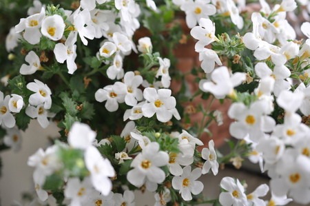 Bacopa diffusus.jpg