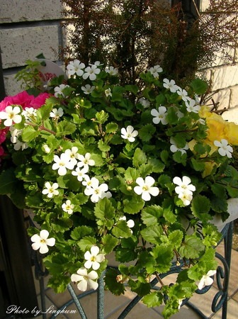 Bacopa diffusus (1).jpg