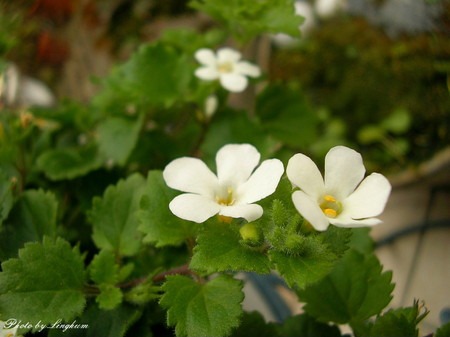 Bacopa diffusus (3).jpg
