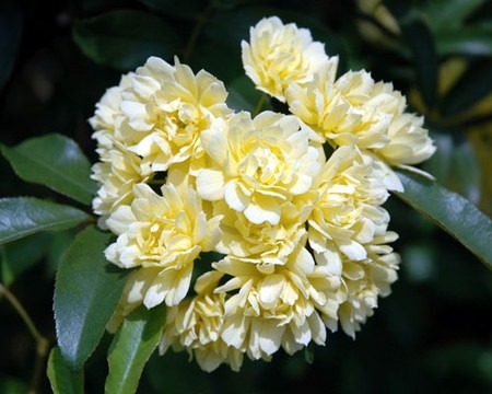 Banksia rose.jpg
