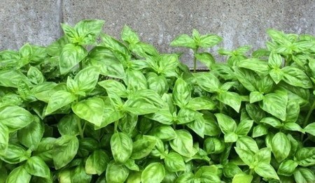 Basil (1).jpg