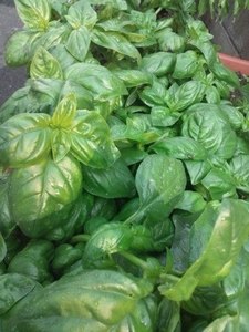 Basil (2).jpg