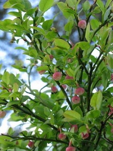 果樹の関連記事 園芸ナビ 花と野菜の育て方