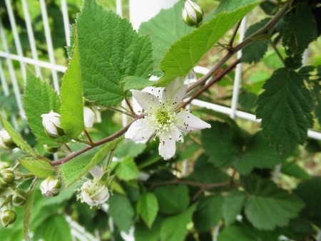 Blackberry (2).jpg
