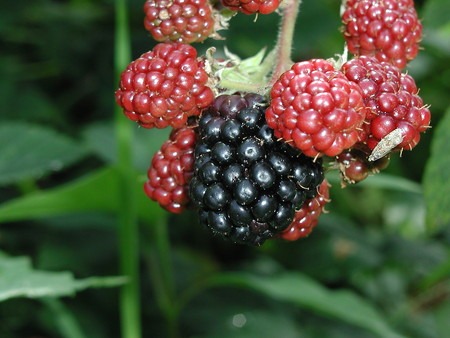 Blackberry (8).jpg