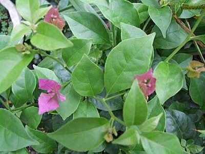 Bougainvillea (4).jpg
