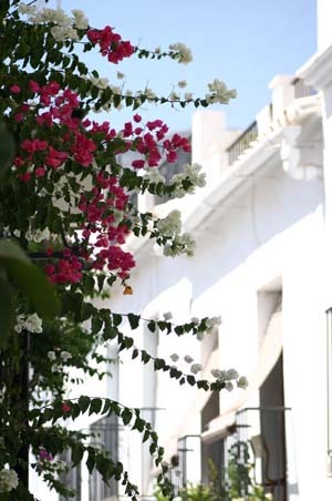 Bougainvillea (5).jpg