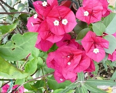 Bougainvillea glabra.jpg