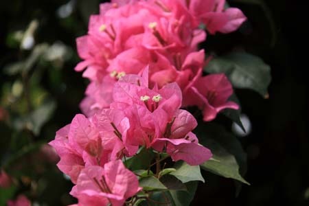Bougainvillea spectabilis.jpg