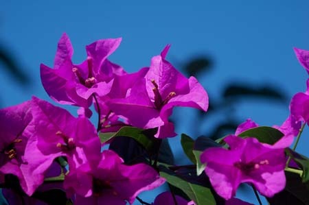 Bougainvilleae.jpg