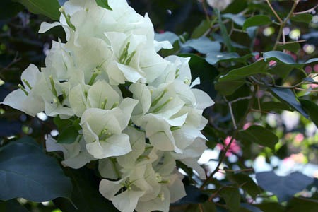 Bougainvilleae1 (8).jpg