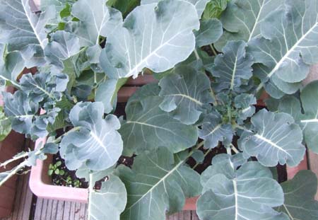 Broccoli.JPG
