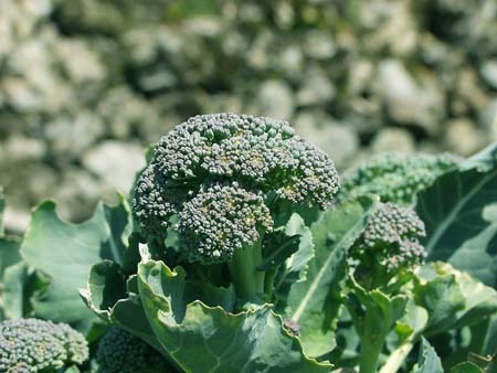 Broccoli.jpg