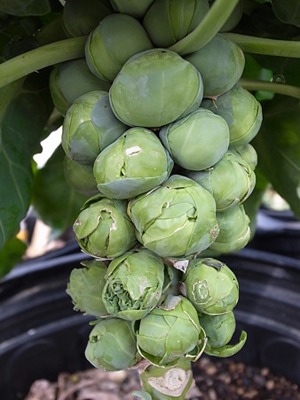 Brussels20sproutsA.jpg