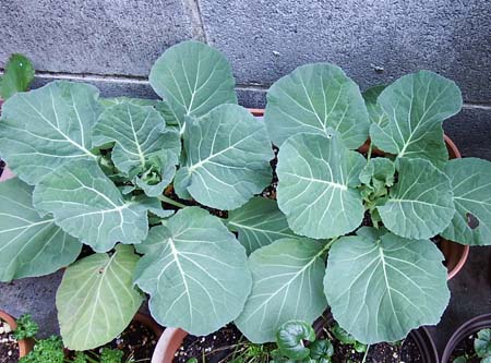 Cabbage.JPG