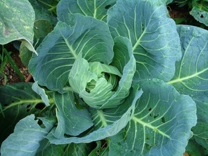 Cabbage005.jpg