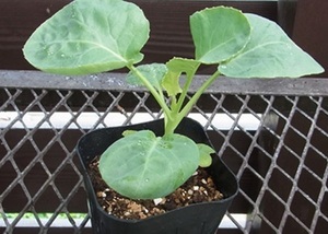 Cabbage007.jpg