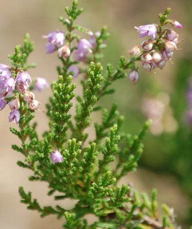 Calluna vulgaris.jpg