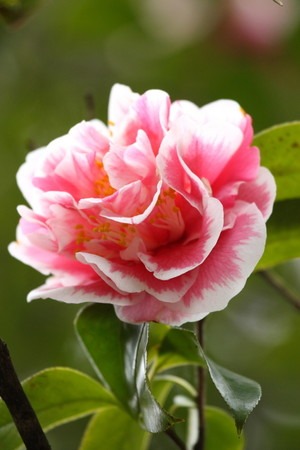 Camellia japonica (2).jpg