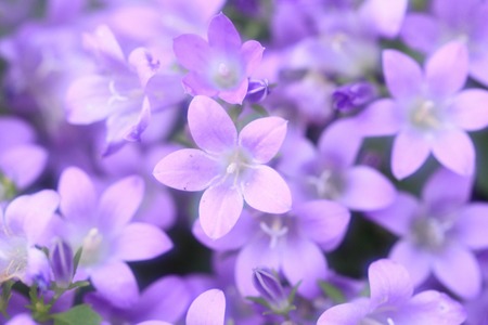 Campanula portenschlagiana (3).jpg