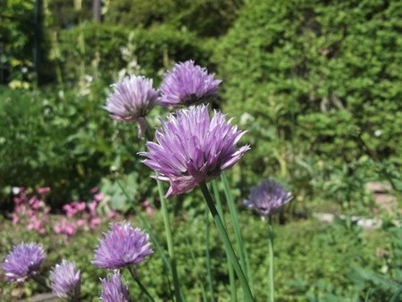 Chives (2).jpg
